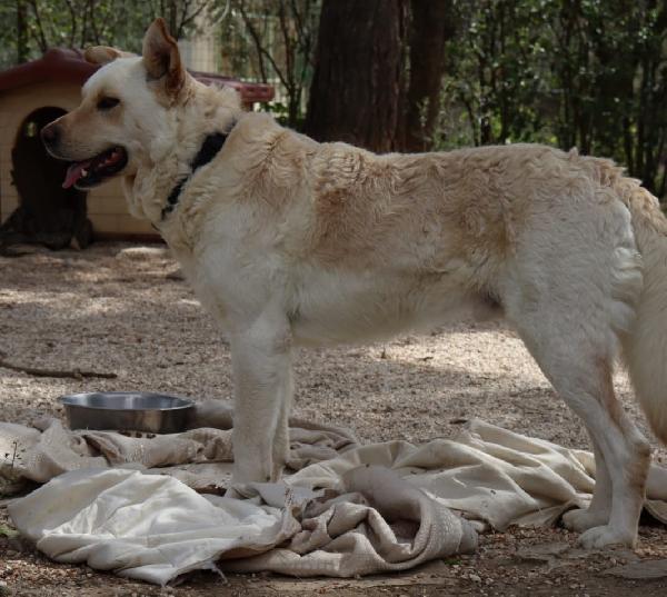 Rocky! Cagnolone bianco, taglia media Foto 4